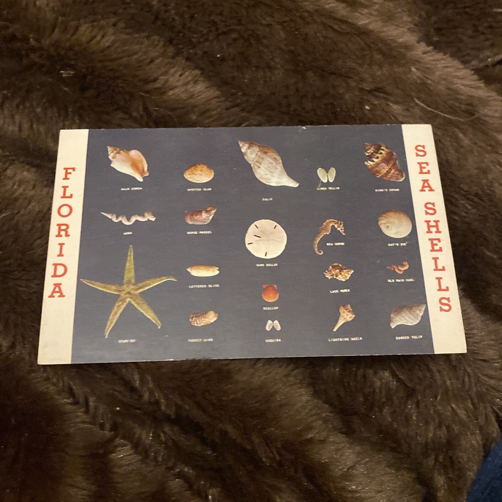 Vtg Florida Seashells Postcard‎ FL Unposted Sandollar Starfish Conch Scallop
